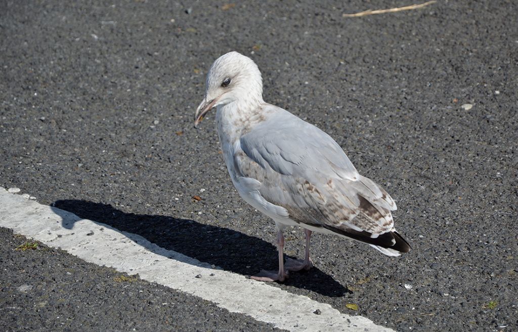 Gabbiani dall''Irlanda